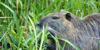 Nutria