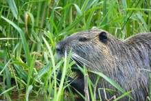 Nutria