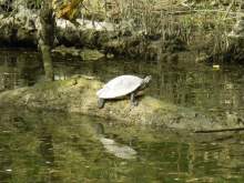 Schildkröte auf der Kößnach